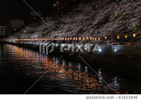 蒙善中町夜櫻花 蒙善中町夜櫻花 61623846