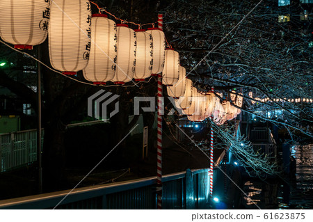 Monzen-Nakamachi night cherry blossoms Monzen-Nakamachi night cherry blossoms 61623875