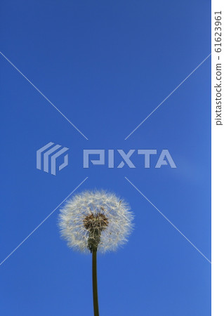 Blue sky and dandelion 61623961