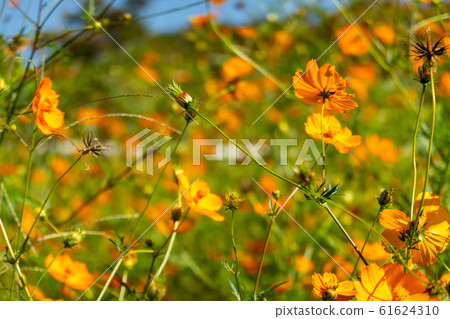 黃波斯菊 黃波斯菊 61624310