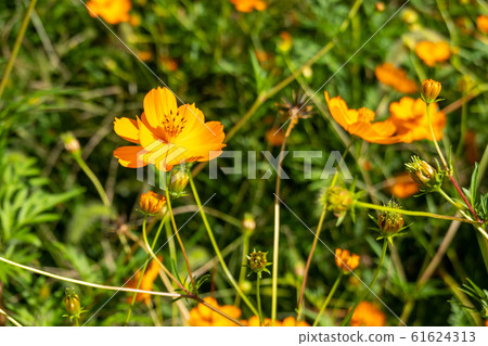 Kivanacosmos Kivanacosmos 61624313