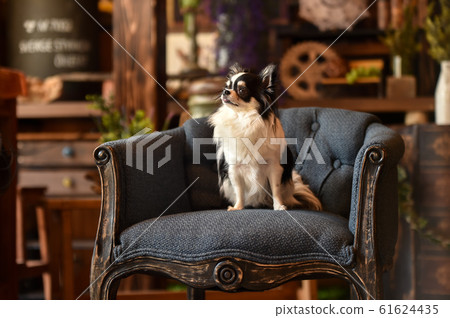 Chihuahua Chihuahua 61624435