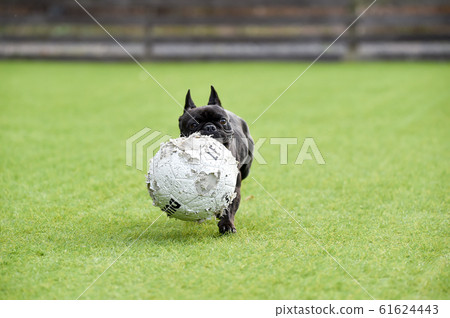 法國鬥牛犬 法國鬥牛犬 61624443