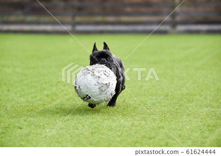 法國鬥牛犬 法國鬥牛犬 61624444