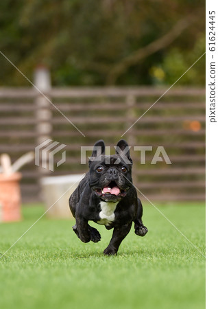 法國鬥牛犬 法國鬥牛犬 61624445