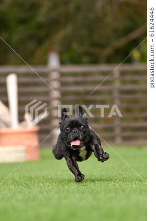 French bulldog French bulldog 61624446