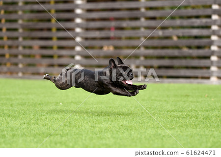 French bulldog French bulldog 61624471