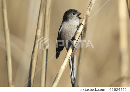 Creatures, birds, enaga, barking? A sharp beak that does not look good on the face. Upper beak is hooked 61624551