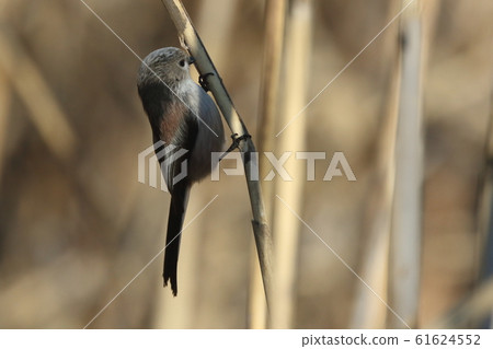 Creatures wild birds Enaga, eat in reed forest. Pecking the reed stalks in a familiar manner 61624552