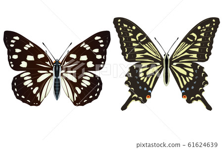 芝麻蝴蝶和燕尾蝴蝶 芝麻蝴蝶和燕尾蝴蝶 61624639