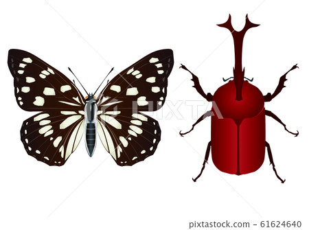 芝麻蝴蝶和甲蟲 61624640