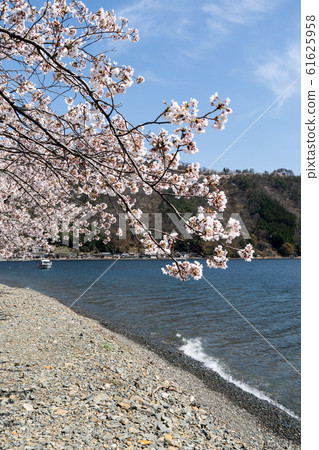 Okubiwa湖的櫻花和湖岸上的居民區 61625958