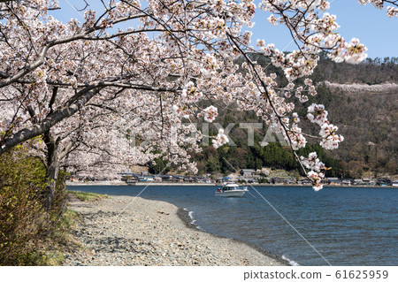 Okubiwa湖的櫻花和湖岸上的居民區 Okubiwa湖的櫻花和湖岸上的居民區 61625959