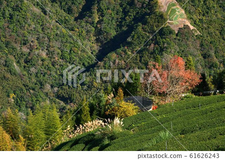 Tea garden landscape in the mountains, Taiwan 61626243