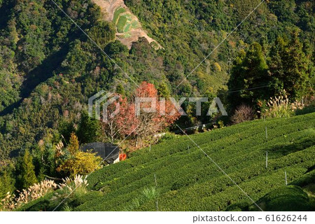Tea garden landscape in the mountains, Taiwan Tea garden landscape in the mountains, Taiwan 61626244