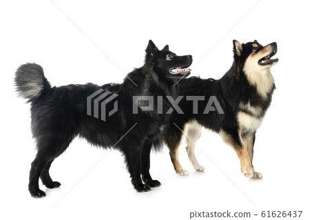 Finnish Lapphunds in studio 61626437