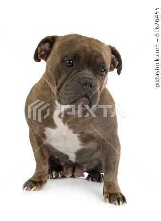 american bully in studio 61626455