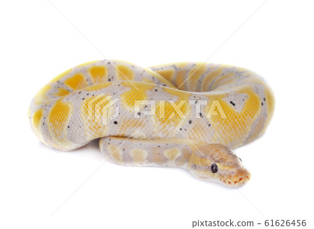 ball python in studio 61626456