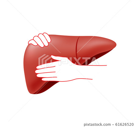 Hands embrace human liver. Hands embrace human liver. 61626520