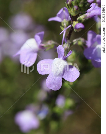Blue toadflax flowers Blue toadflax flowers 61626663