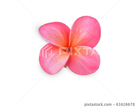 Single pink frangipani flower isolated white. Single pink frangipani flower isolated white. 61626678
