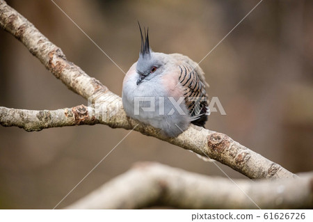 Australian wild bird Australian wild bird 61626726