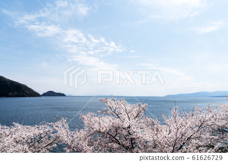 從大ubi湖公園大道上可以看到櫻花盛開的武雄島 61626729