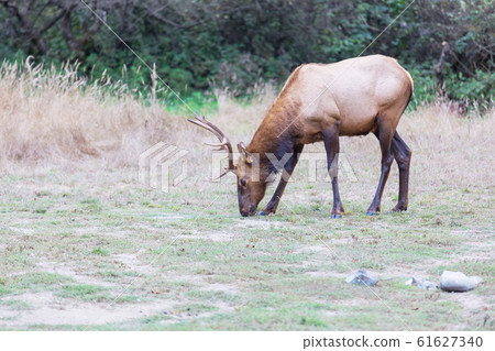 Elk Elk 61627340