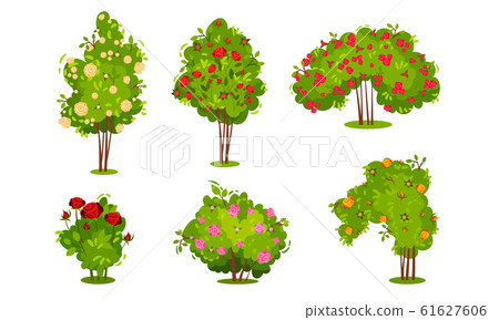 Bushes of Roses Isolated on White Background Vector Set Bushes of Roses Isolated on White Background Vector Set 61627606