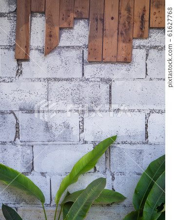 The Green leaves on the white brick wall background 61627768