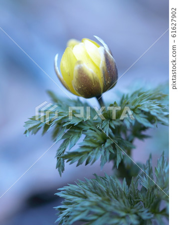 盛開的花蕾講春天（在Moiwa山） 61627902