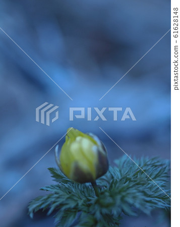 告訴春天的花朵：福壽莊的芽（在Moiwa山） 61628148