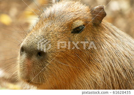 Closeup of a Capybara Closeup of a Capybara 61628435