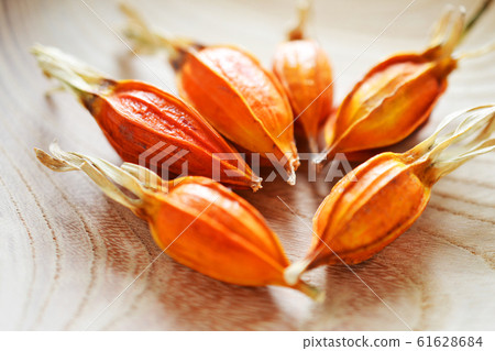 Gardenia fruit 61628684