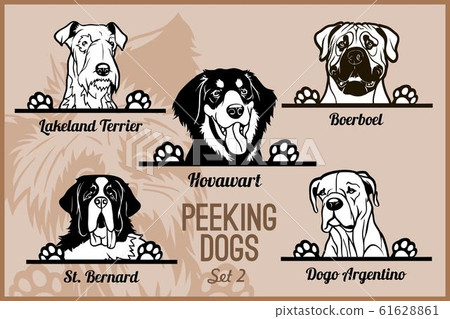 Peeking Dogs - vector set. Heads and paws - dog breeds, black and white illustration and breeds names. 61628861