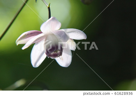 Renge goshoma 61628936