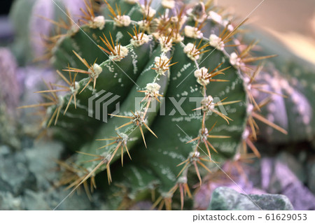 Rare green exotic interior cactus 61629053