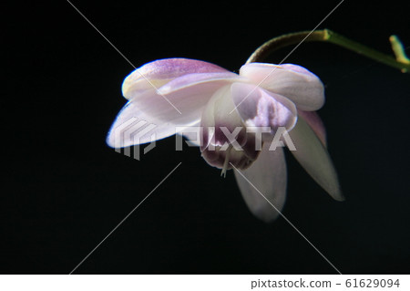 Renge goshoma 61629094