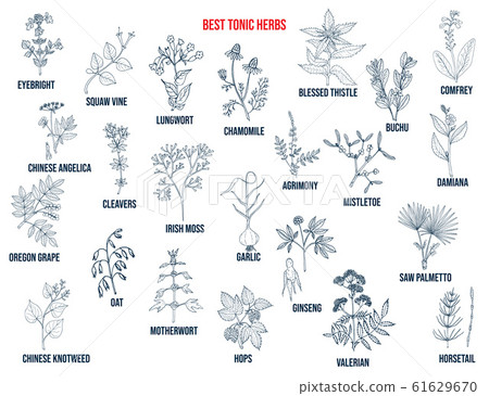 Best tonic herbs collection. Hand drawn vector set