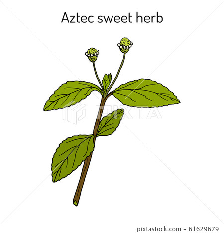 Aztec sweet herb Lippia dulcis , medicinal plant and sweetener Aztec sweet herb Lippia dulcis , medicinal plant and sweetener 61629679