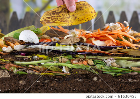 Male hand adding a banana peel to a colorful compost heap consisting of rotting kitchen leftovers Male hand adding a banana peel to a colorful compost heap consisting of rotting kitchen leftovers 61630455