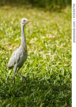 white egret along a forest white egret along a forest 61630792