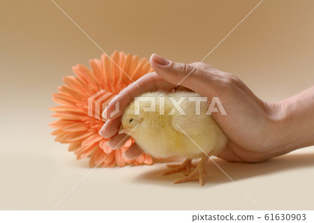 Image of a newborn chicken, which is covered by a female palm. Image of a newborn chicken, which is covered by a female palm. 61630903