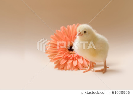 Image of a newborn fluffy fledgling chicken against the background of a gerbera flower. Image of a newborn fluffy fledgling chicken against the background of a gerbera flower. 61630906
