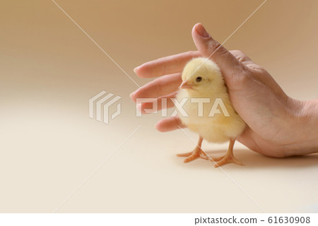 Image of a newborn chicken, which is covered by a female palm. Image of a newborn chicken, which is covered by a female palm. 61630908