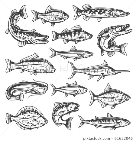 Freshwater and ocean vector fish 61632046