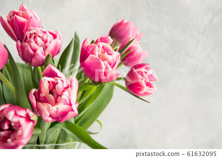 Spring. Pink tulip on grey. Mothers day. 61632095