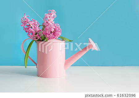 Decorative watering can with pink hyacinths. 61632096