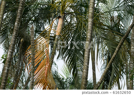 棕櫚林 棕櫚林 61632650
