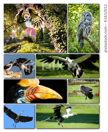 Beautiful collage of different birds Beautiful collage of different birds 61632652